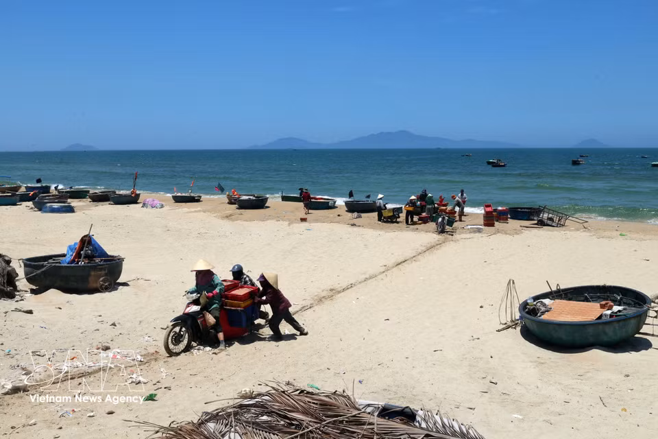 在惟义乡沿海沙滩地带，将海产品运送上岸。图自越通社