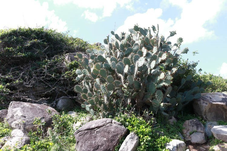 宁顺省主山国家公园凭借丰富的生物多样性，吸引着游客、科学家及自然爱好者前来探索。图中：当地标志性耐旱植物仙人掌。图自越通社
