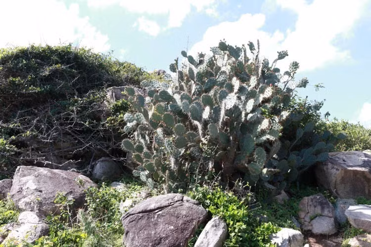 宁顺省主山国家公园凭借丰富的生物多样性，吸引着游客、科学家及自然爱好者前来探索。图中：当地标志性耐旱植物仙人掌。图自越通社