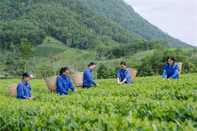 罗平茶叶合作社目前管理37公顷茶园,其中20公顷通过VietGAP认证,17公顷为有机种植。图自越通社