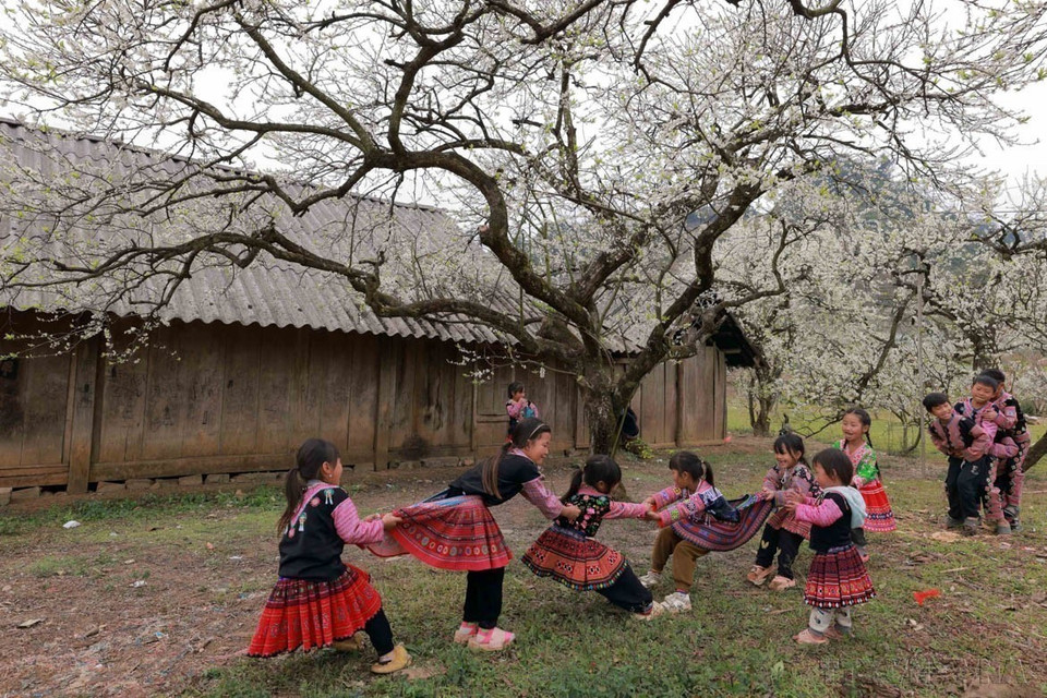 山罗省木州县李花怒放一树白，李花似雪，如画如诗，无穷魅力，而摄影记者已经把这一美丽的画面定格在照片里。图自越通社