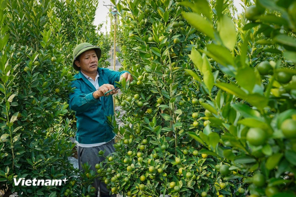 除了专门种植花卉之外，当地居民还种植橘子、桃花和柚子等植物。图自Vietnam+