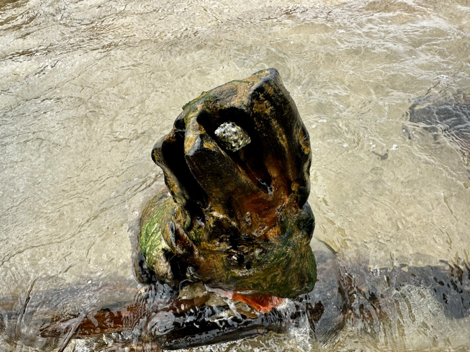 寄生贝类附着在木船残骸上。图自越通社