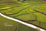 山罗省帐钙坊（Chiềng Cơi）洪村（Bản Hùn）的梯田景观。图自 越通社