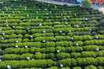 越南茶叶产业：从茶山走向世界 