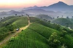 越南茶叶已出口到70多个国家和地区