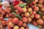 2025年芙蕖县早熟杂交荔枝。图自越通社
