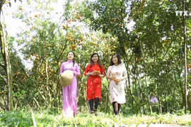 同塔省来翁县蜜橘春节正当采摘时