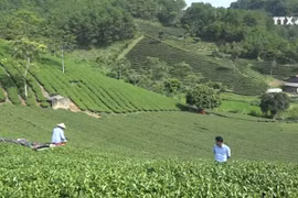 茶叶种植业协助谅山省居民脱贫致富
