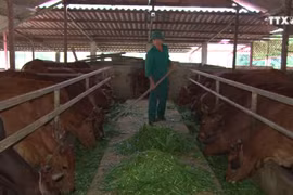 造林与畜牧相结合模式为山区居民改善生活