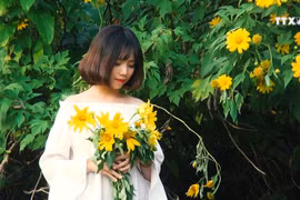 肿柄菊花季成为吸引游客来奠边省游览的亮点