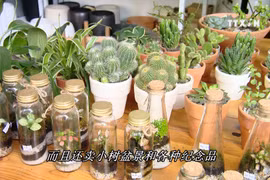 “热带森林”咖啡馆——城市迷你绿色空间