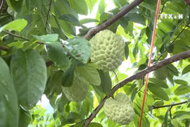 谅山省第二次支棱番荔枝节吸引数万人次参观