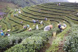 没有建立起著名茶叶品牌 茶叶出口受阻