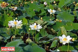 顺化古都遗迹区努力推广种植珍稀白莲品种
