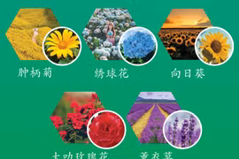 图表新闻：大叻市十大名花
