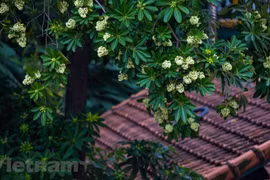 组图：河内秋天糖胶树花的香味沁人心扉 令人难忘