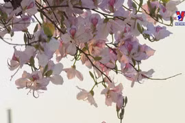 越南西北地区羊蹄甲花绽放迎春