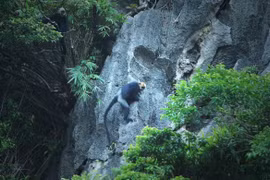 组图：世界最稀有的猴类——金头乌叶猴栖息在吉婆岛上生活