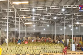 中国位列越南5大果蔬进口市场之首