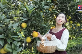 木州高原推进农旅融合 让小橙子出大经济