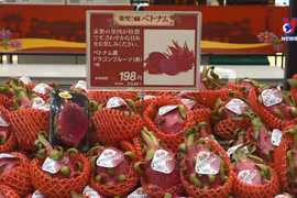 今年第一季度越南农林水产品贸易顺差同比增长两倍