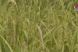 老街省北河县：让美食文化成为旅游业助力点