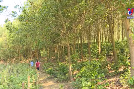 奠边省统筹推进森林保护与林业经济协调发展