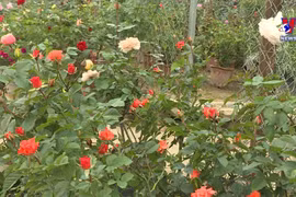 疫情过后，夏雷乡花卉种植地恢复生机