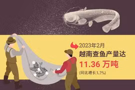 图表新闻：中国边境口岸恢复通关 越南查鱼出口前景广阔