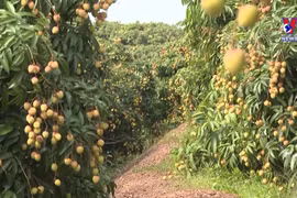 越南继续向日本出口优质的新鲜荔枝