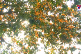 春暖无忧花盛开 形成美丽风景线