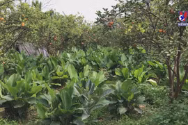 北部最大柊叶种植基地热闹迎新春
