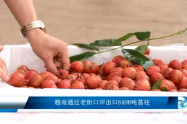越南通过老街口岸出口6400吨荔枝