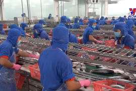 前10月越南查鱼出口额超20亿美元