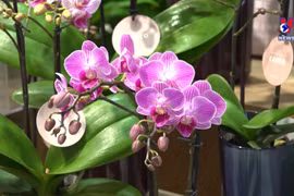 越南花卉在日本市场逐步站稳脚跟