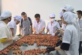越南实现向日本出口新鲜荔枝的目标