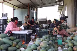 山萝省向美国出口首批芒果