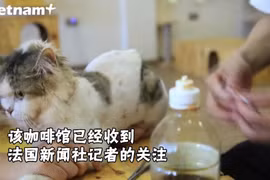 河内猫咪咖啡馆引起法国媒体的关注