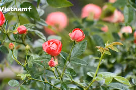 麋泠县花卉节筹备工作基本就绪
