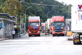 谅山省多管齐下确保销往中国的新鲜水果顺畅通关
