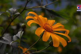 来西北地区欣赏黄色美丽肿柄菊花海 