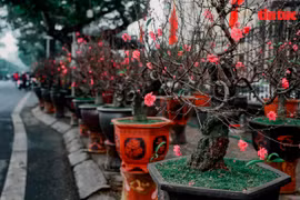 组图：春节来临鲜花俏 花卉市场春意浓