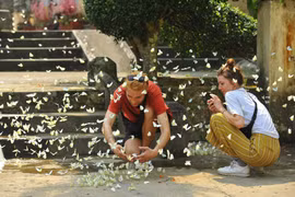 菊芳国家公园蝴蝶满天飞（组图）