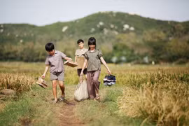 越南影片《我看见绿色草地上是金色花朵》