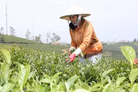 2015年越南出口茶叶约13万吨