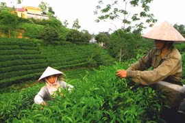 附图（图片来源：越通社）