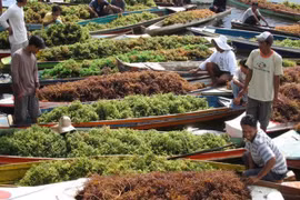 印尼海藻