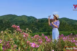 疫情之下越南旅游业努力扭转困局，突出重围 