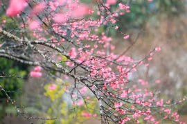 组图：迎春桃花争艳朵朵开